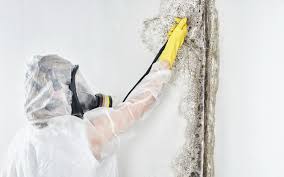 Why You Should Choose Our Mold Remediation Services in Olivarez, TX